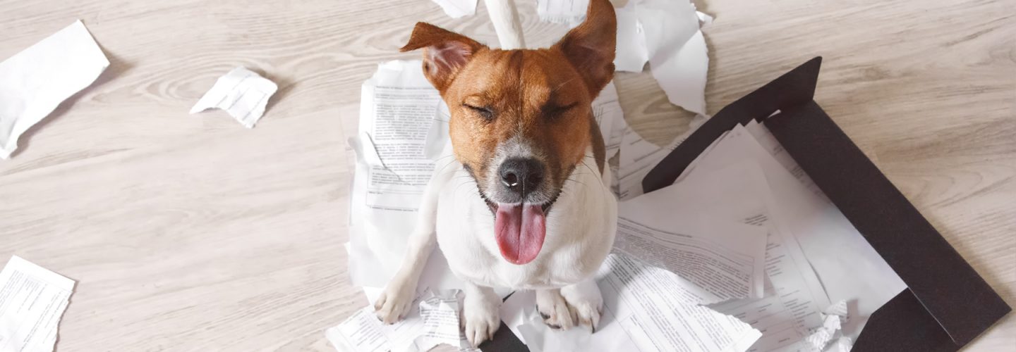 Hundehaftpflichtversicherung Typische Schadensfälle Hundehaftpflichtversicherung Typische Schadensfälle