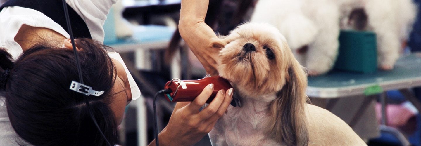 Betriebliche Hundeversicherung Betriebliche Hundeversicherung