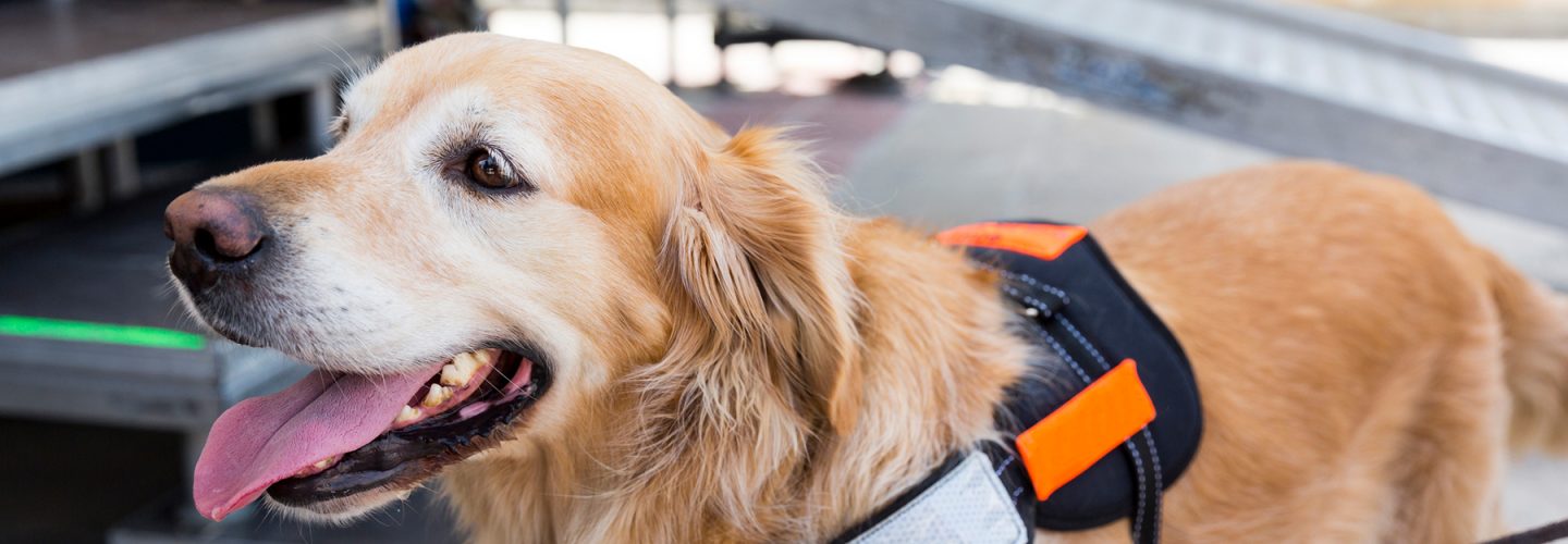 Hundehaftpflichtversicherung Blindenhunde Hundehaftpflichtversicherung Blindenhunde