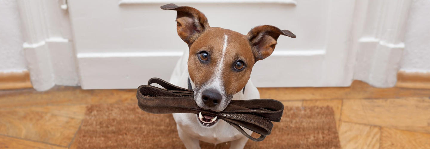 Hundehaftpflichtversicherung Hundehaftpflichtversicherung sinnvoll?