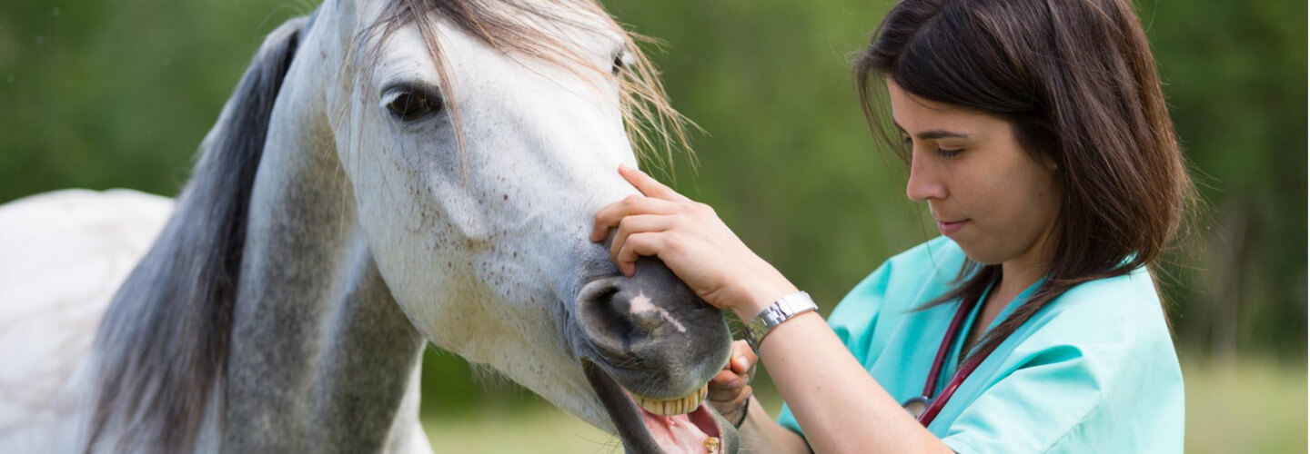 Tierkrankenversicherung Pferd Tierkrankenversicherung Pferd