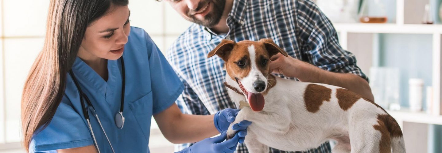 Tierkrankenversicherung Hund Tierkrankenversicherung Hund