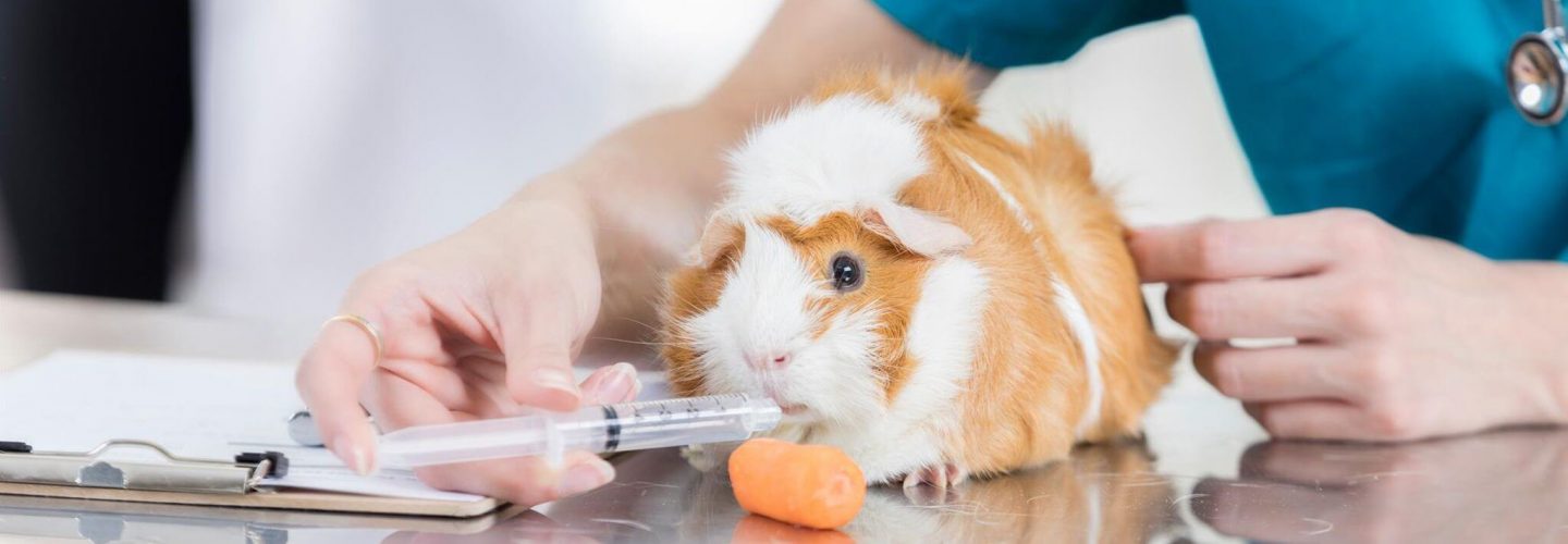 Tierkrankenversicherung für Kleintiere Tierkrankenversicherung für Kleintiere