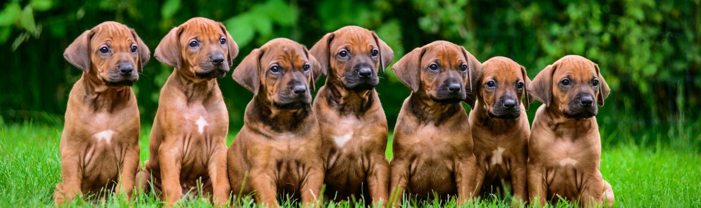 versicherungen für hundezüchter hündezüchter welche versicherungen