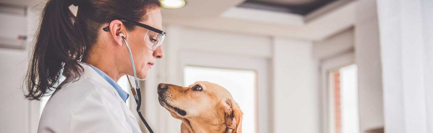 Hundehaftpflichtversicherung Hundekrankenversicherung Kombination