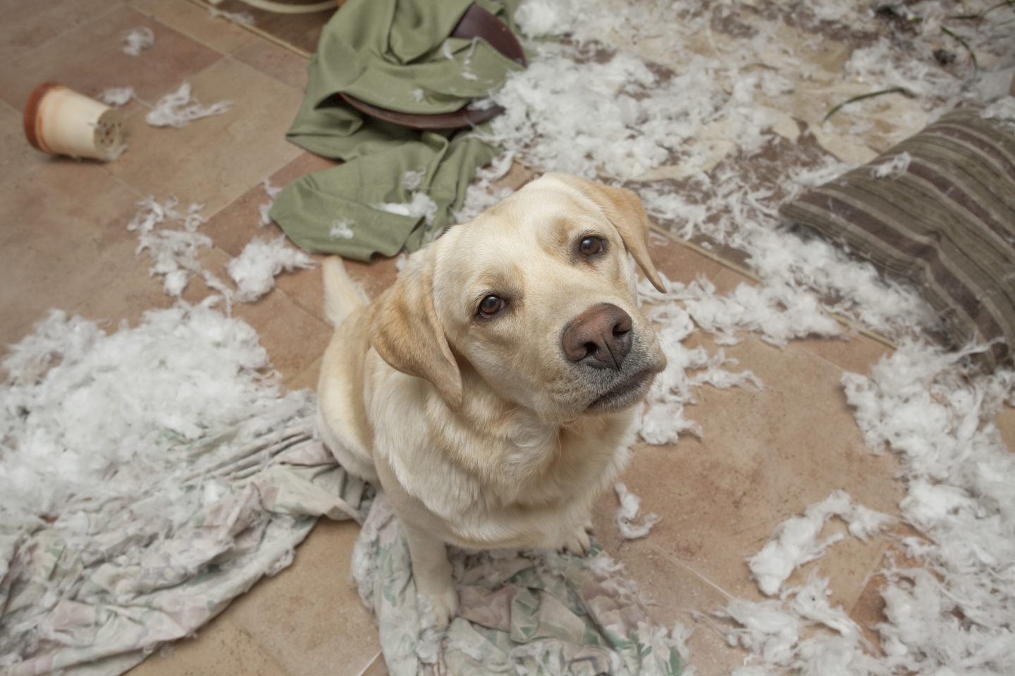 hundehaftpflichtversicherung eigenschäden hundehaftpflichtversicherung eigenschäden