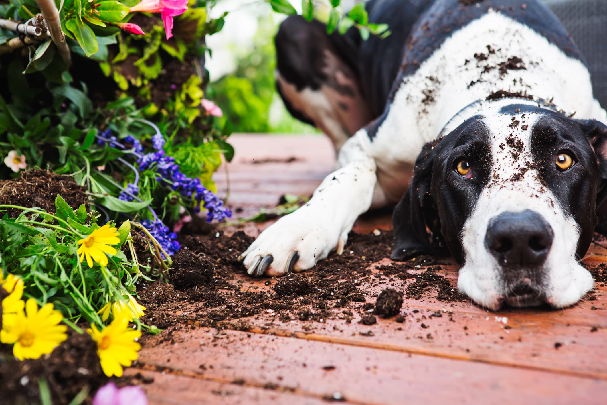 Hund schaut schuldig neben umgeschmissenen Blumenkübel.