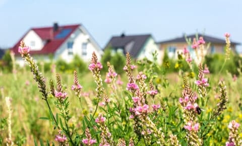 Pflanzen, hinter denen man etwas unscharf eine Reihe von Einfamilienhäusern sieht.